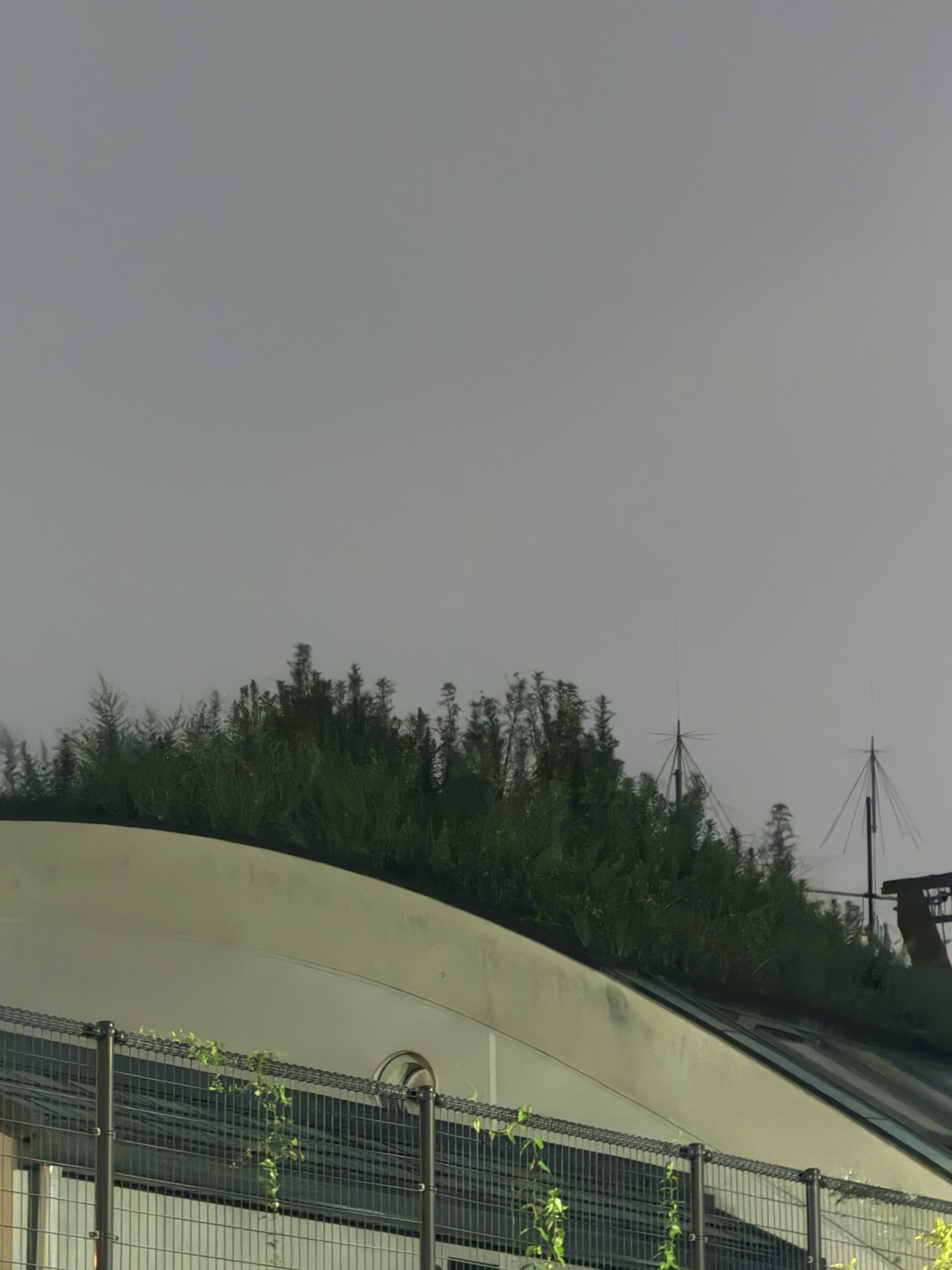 雨上がりに元気を取り戻した御影草屋根邸の屋根の植物